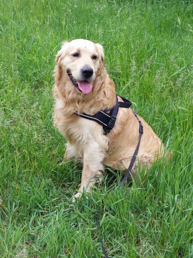 Balu, Golden Retriever Tierheim Wurzen