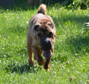 jaba_shar-pei