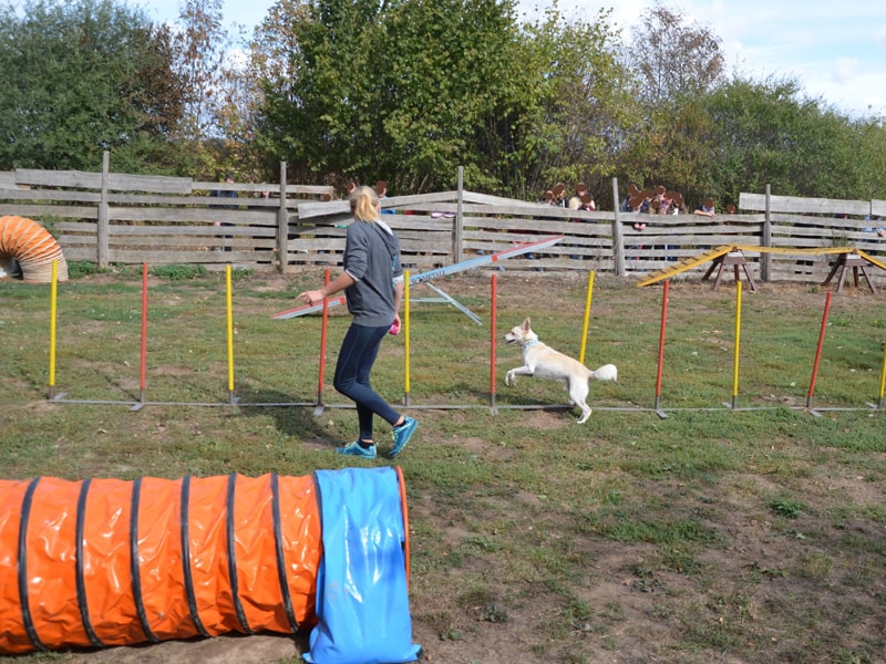 img_hundeplatz | Tierheim Wurzen