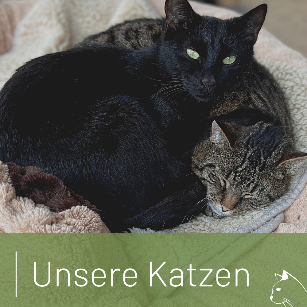 Link zu den Katzen im Tierheim Wurzen, die ein Zuhause suchen.