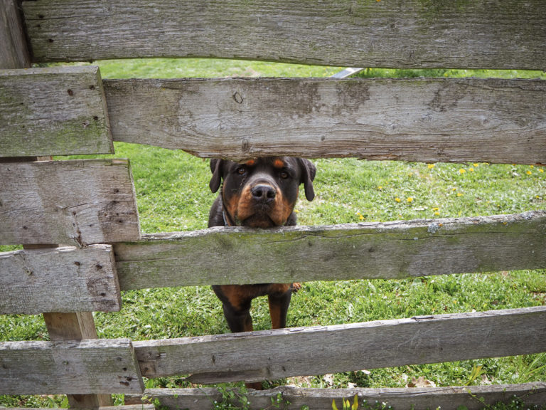 Der Rottweiler Baro schaut durch den Zaun vom Hundeplatz im Tierheim Wurzen.