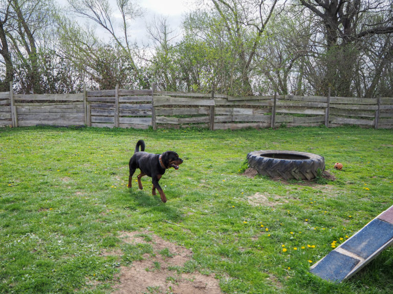 Der Rottweiler Baro läuft über den Hundeplatz im Tierheim Wurzen.