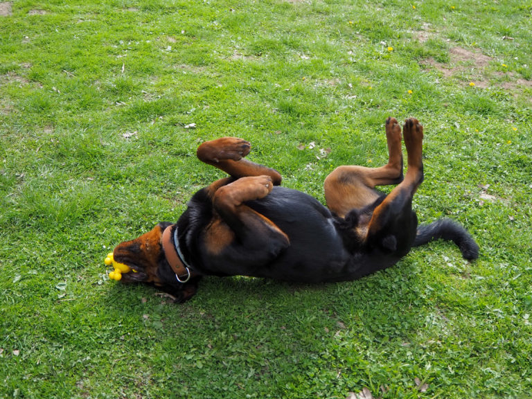 Der Rottweiler Baro liegt auf dem Rücken mit einem Spielzeug im Maul auf dem Hundeplatz im Tierheim Wurzen.