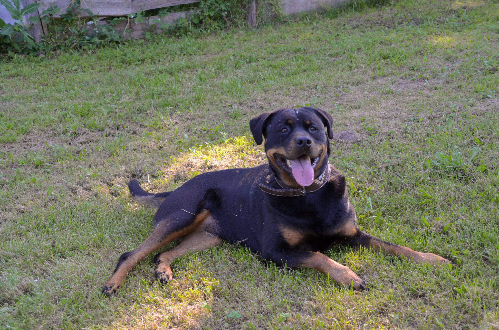 Die Rottweiler Hündin Heidi liegt auf dem Hundeplatz im Tierheim Wurzen.