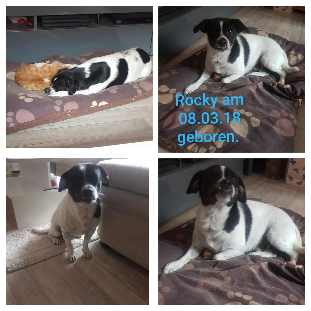 Collage von Rocky