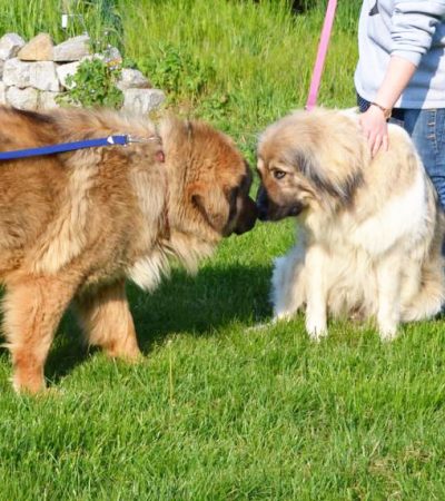 Aila und Brutus