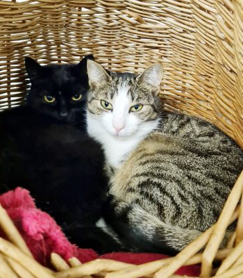 Beppa und Bagiran1