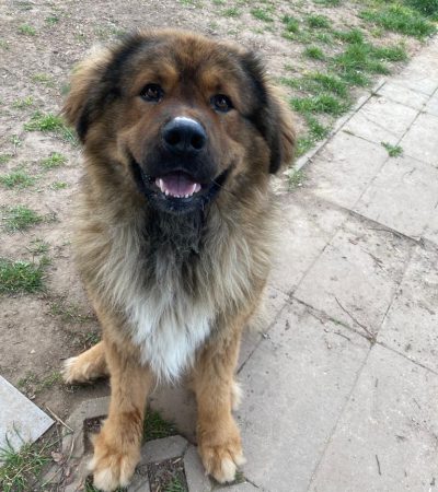 Brutus