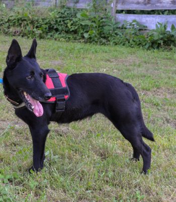 Der Mischling Tina steht auf der Wiese auf dem Hundeplatz im Tierheim Wurzen.