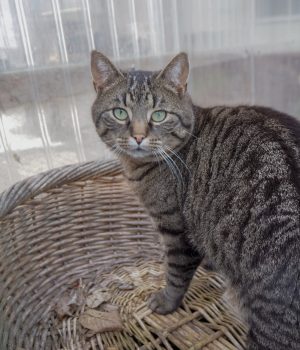 Eine Katze sitzt in einem Korb und schaut in die Kamera.