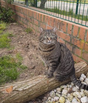 Eine Katze sitzt auf einem Baumstamm im Außengehege des Tierheims.