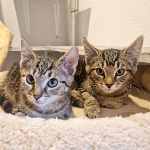 Falko und Franz