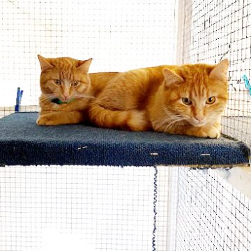 Isis und Ilse 9Monate