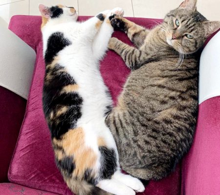 Jacky und Hoop