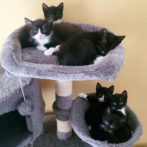 Kitten Danz1