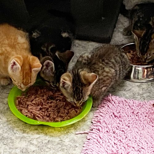 Kitten Helma