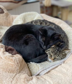 Zwei Katzen liegen zusammen in einem Bett und kuscheln.