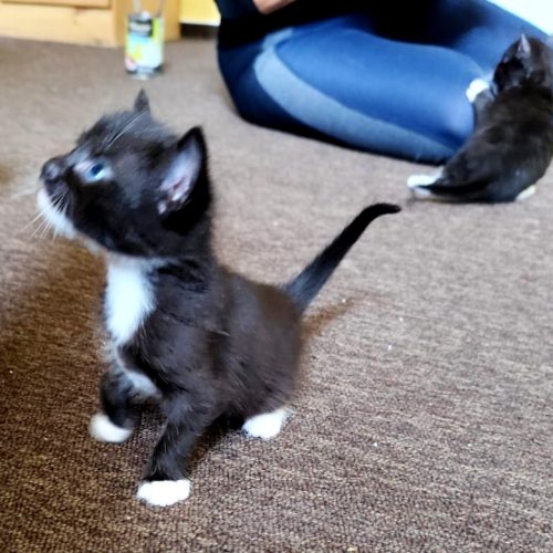 Lillykitte