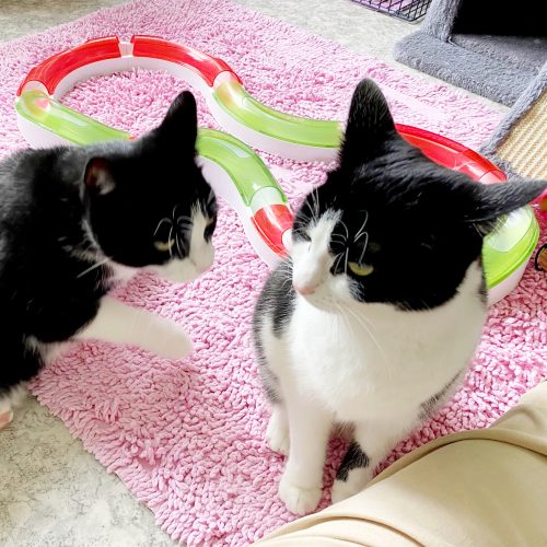 Max und Susi1