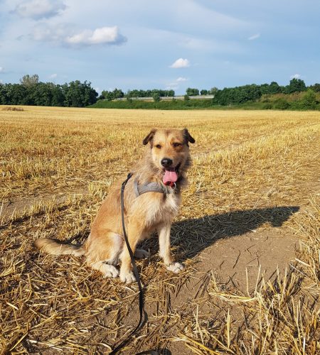 Bild von Paula auf einem Feld