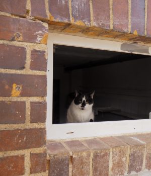 Eine Katze guckt aus einem Fenster raus.