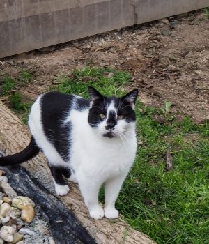 Eine Katze steht auf einem Baumstamm im Außengehege des Tierheims.