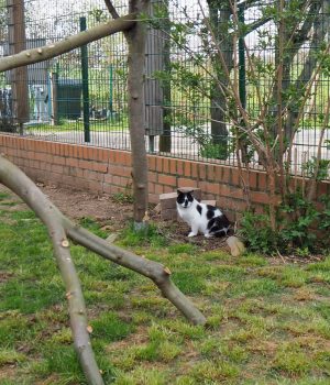 Eine Katze sitzt im Außengehege des Tierheims.