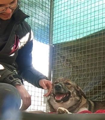 Eine Frau streichelt die Hündin Suma am Kopf.