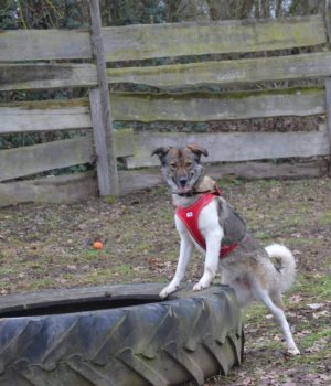 Suma steht mit ihren Vorderbeinen auf einem Reifen auf dem Hundeplatz im Tierheim Wurzen.