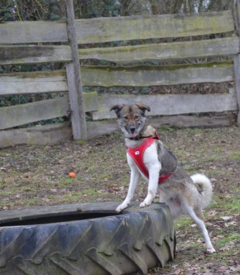 Suma steht mit ihren Vorderbeinen auf einem Reifen auf dem Hundeplatz im Tierheim Wurzen.
