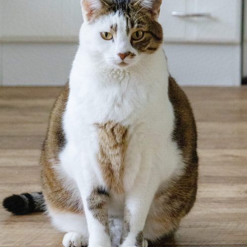 tanja_1